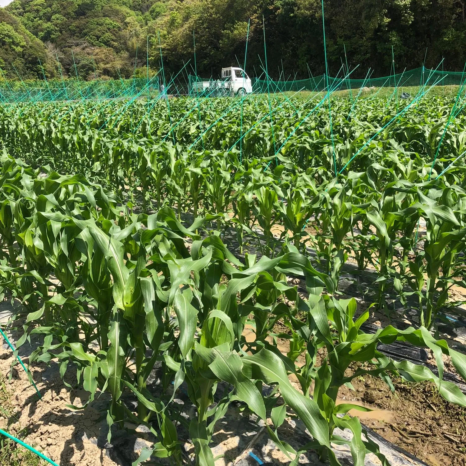 生育管理と追肥